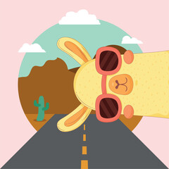 llama with sunglasses in the road © Gstudio