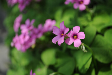 pink flowers of four-leaf clover