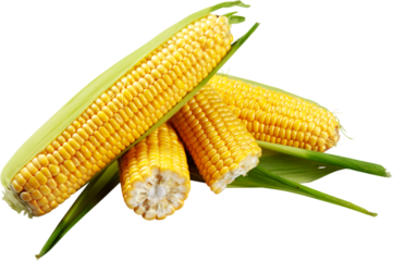 Shucked ears of corn - isolated image