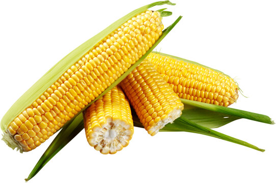 Shucked ears of corn - isolated image