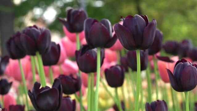 Claret Red Tulips Blooming In A Public Park, Garden, or Backyard