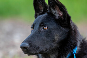 A black German Shepherd Dog at the park
