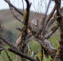 A Juvenile Night Heron in a tree