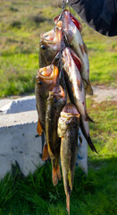 A rack of fresh fish just caught