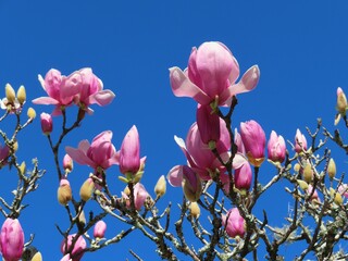 Magnolia tree blossom in spring season in Florida nature