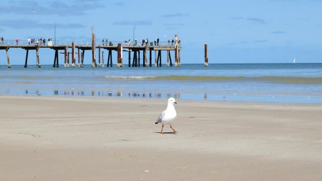 Seagull at Glenelg Beach Jetty Seagull Walk on Beach by Jetty 
