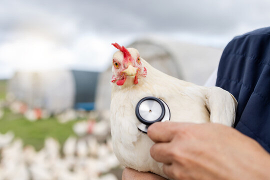 Chicken, animal health and stethoscope with vet, agriculture and livestock, poultry farming in countryside. Healthcare for animals, bird and mockup space, person on farm for medical test and wellness