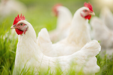 Chicken, farm and grass on field for sustainable production, agriculture growth and food ecology....