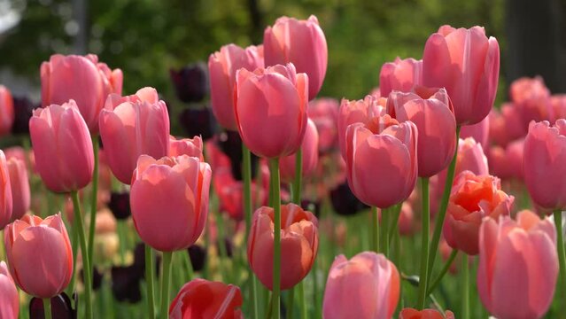 Swinging pink tulips in a public park, garden, or backyard