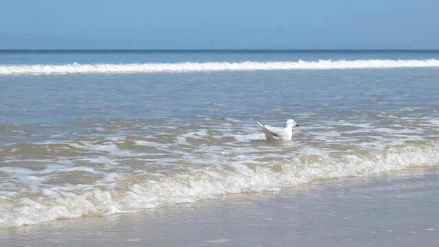 Seagull Floating on Sea Waves on Beach Seagull Walking Seagull in Ocean Waves