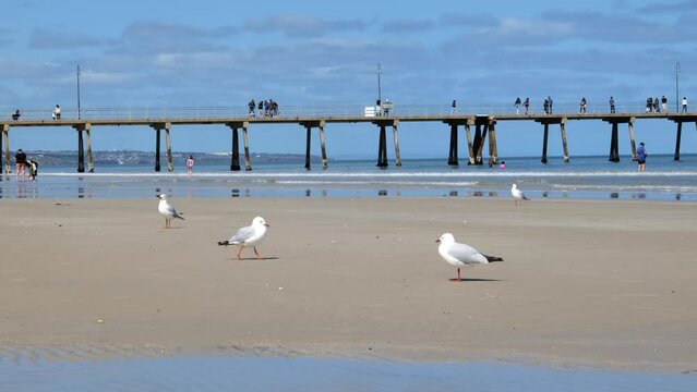 Glenelg Beach Jetty Seagull Walk on Beach by Jetty Seagull at Glenelg