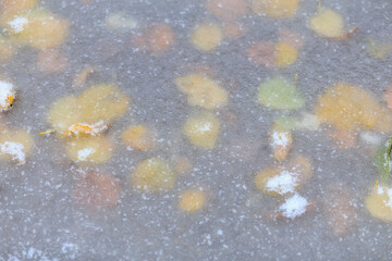 Ice covers fallen autumn leaves. Winter background, selective focus