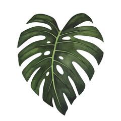 Monstera Tropic leaf watercolor isolated on white background. Watercolor hand drawn botanical llustration for design © AnikaKorr