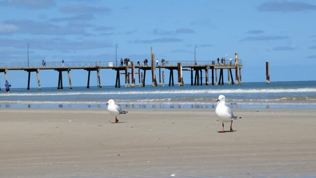 Glenelg Jetty Seagulls Walking by Ocean Seagulls on Beach Waves