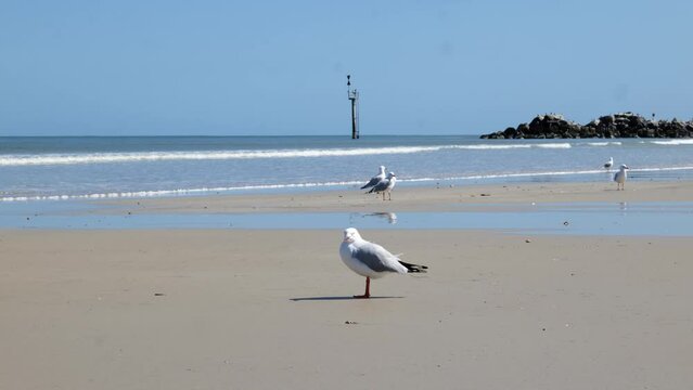 Glenelg Beach Seagull Stand on Beach Seagull Sand Standing Seagulls