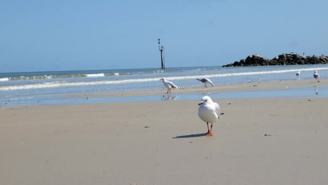 Seagull by Ocean Walk by Waves and Seagulls Walking on Beach 