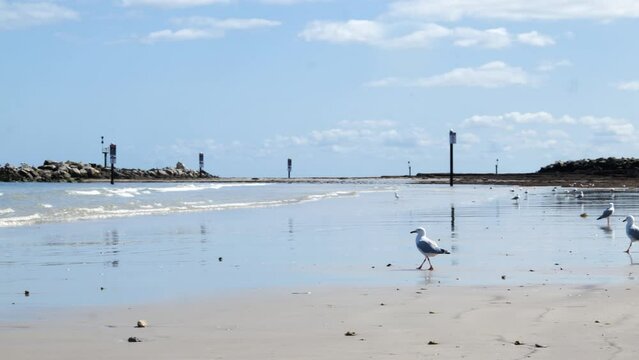Seagulls Walk on Glenelg Beach Reflections of Seagull Glenelg Beach Dock by Ocean