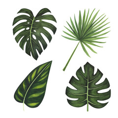 Set Tropic leaf Monstera, palm watercolor isolated on white. Watercolor hand drawn botanical llustration for design