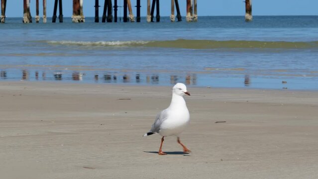 Seagull Walking on Sand by Ocean Waves at Glenelg Jetty Seagull Walk