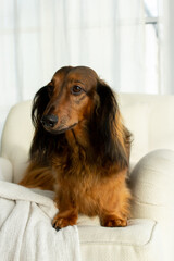 Red long haired dachshund lying on white chair with sad eyes, dog portrait
