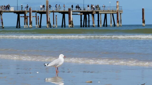 Seagull Glenelg Jetty Waves on Beach by Coast with Seagull on Sand