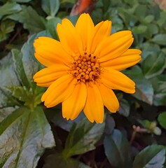  Beautiful flower with green leaves 