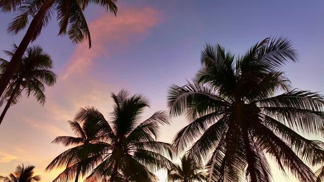 Palms grove on the seashore with Sunset sky amazing light Summer landscape background