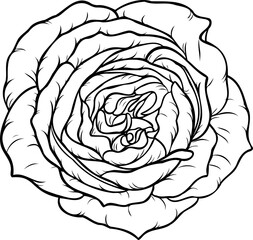 Sunset memory rose png.Beautiful flower on transparent background.