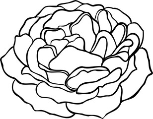 Sunset memory rose png.Beautiful flower on transparent background.