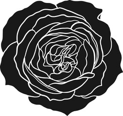 Sunset memory rose png.Beautiful flower on transparent background.