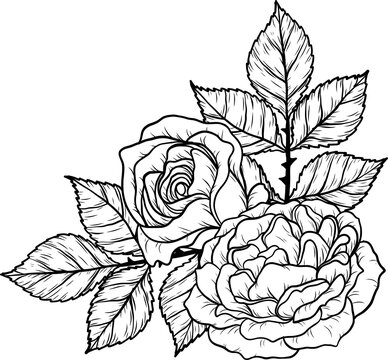 Sunset memory rose png.Beautiful flower on transparent background.
