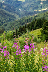 Chamaenerion angustifolium growing in mountains	