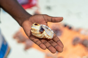 A gorgeous seashell from Zanzibar rests delicately in the palm of your hand, captured in a photo on a sunny day at the beach. The intricate patterns of the shell are a stunning testament to the beauty