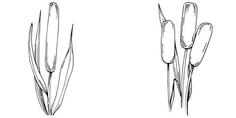 Sketch reeds leaves isolated, suitable for nature concept, summer and holiday. Black and white clip art isolated. Antique vintage engraving illustration for emblem. Herbal medicine.