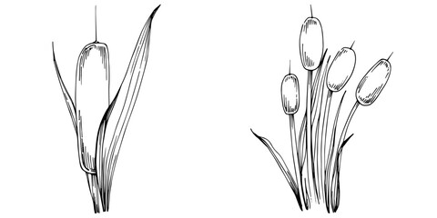 Sketch reeds leaves isolated, suitable for nature concept, summer and holiday. Black and white clip art isolated. Antique vintage engraving illustration for emblem. Herbal medicine.