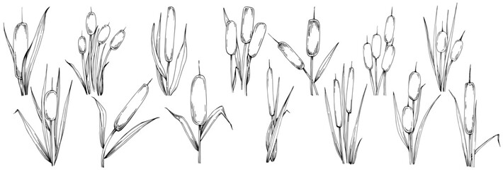 Sketch reeds leaves isolated, suitable for nature concept, summer and holiday. Black and white clip art isolated. Antique vintage engraving illustration for emblem. Herbal medicine.