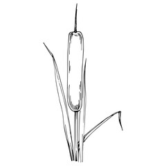 Sketch reeds leaves isolated, suitable for nature concept, summer and holiday. Black and white clip art isolated. Antique vintage engraving illustration for emblem. Herbal medicine.