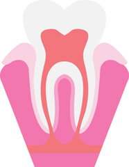 Tooth vector image or clipart 