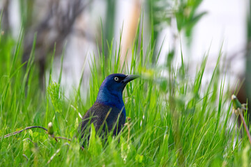 Common grackle is in the green grass near the lake in summer.
