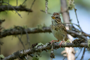 Alerted Lincoln's sparrow is perched on a branch with lichen in the forest.