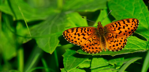 Orange butterfly Northwestern fritillary is sitting on green leaves.
