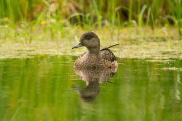 American wigeon is swimming in the lake among aquatic plants.