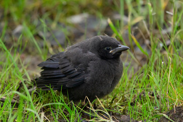 Hungry baby of Brown-headed cowbird is sitting in grass.