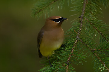 Bird Cedar waxwing with an insect in his beak perched on spruce.