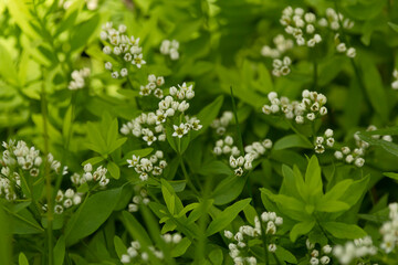 White tiny flowers of Comandra umbrellata or bastard toadflax.