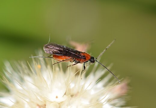 Braconid wasp from the Agathidinae suborder on a thistle flower. Parasitic insects that lay eggs on caterpillars. Their larvae feed off them until the caterpillar dies.