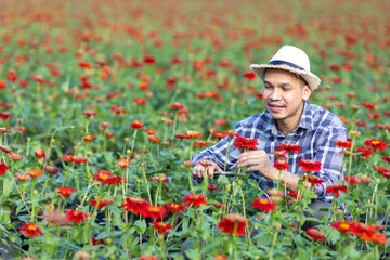Asian gardener is cutting zinnia flowers using secateurs for cut flower business with copy space