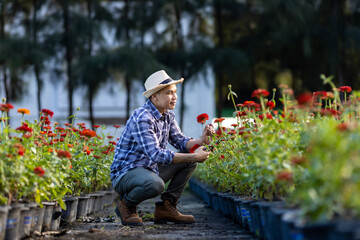 Asian gardener is cutting red zinnia flowers using secateurs for cut flower business with copy space - obrazy, fototapety, plakaty