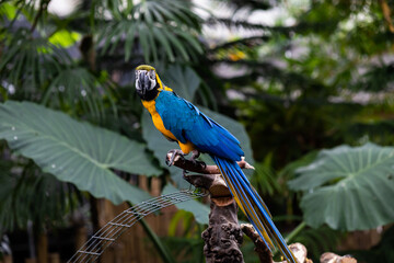 blue and gold macaw at Bloedel Conservatory