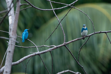 The courtship ritual of the cerulean kingfisher alcedo coerulescens pair on a dead tree branch with bokeh background 